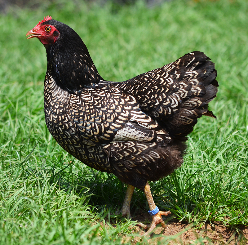 Greenfire Farms Barnevelder